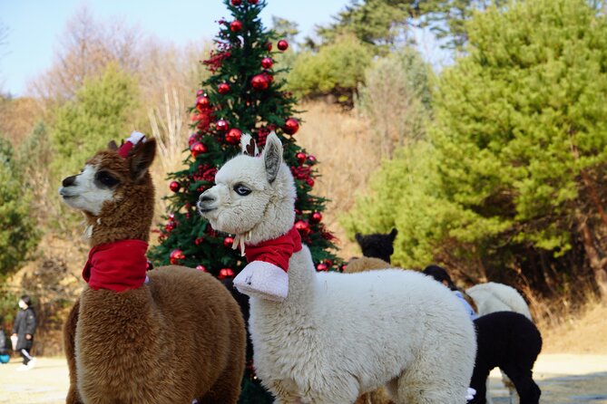 Alpaca, Nami, Eobi with Rail Bike or Strawberry - Key points to know before booking