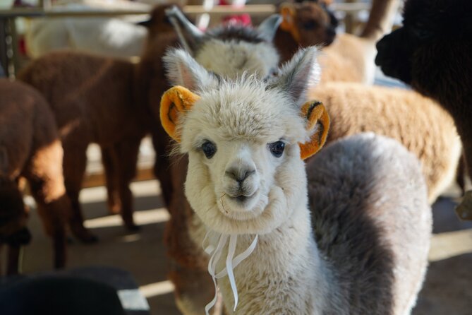 Alpaca, Nami, Eobi with Rail Bike or Strawberry - Alpaca World, a gentle start with plenty of photo time