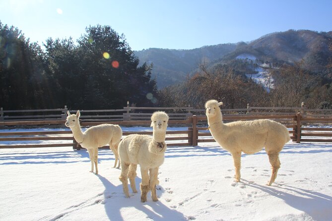 Alpaca, Nami, Eobi with Rail Bike or Strawberry - Rail biking or strawberry picking: choose your extra