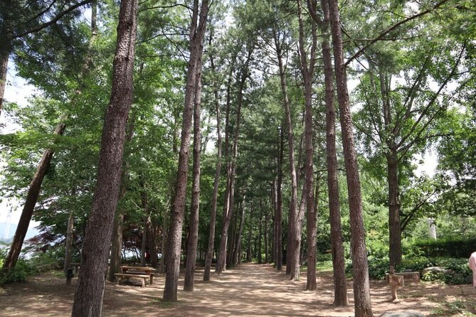 Alpaca World and Nami Island with Gangchon Rail Bike Tour - Why the guide matters on a long group day