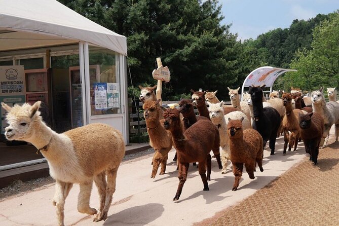 Alpaca World and Nami Island with Gangchon Rail Bike Tour - How to make the most of the ten hours