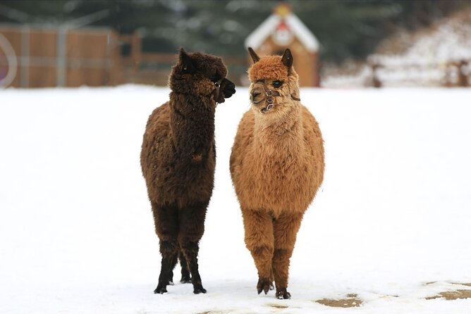 Alpaca World and Nami Island with Gangchon Rail Bike Tour - Nami Island and its famous tree-lined roads