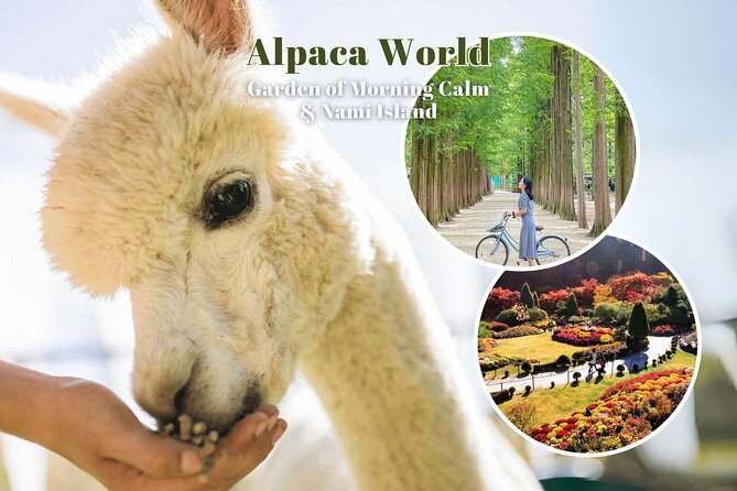 Alpaca World & Nami Island & Garden of Morning Calm One Day Tour - Three countryside attractions in one long day