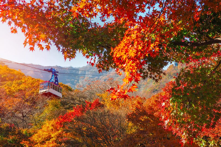 Busan: Naejangsan National Park Autumn Foliage One Day Tour - Is $46 a fair price?