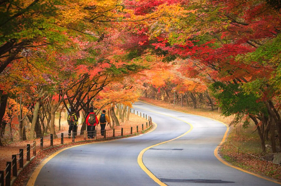 Busan: Naejangsan National Park Autumn Foliage One Day Tour - The early Busan departure and the value of transport