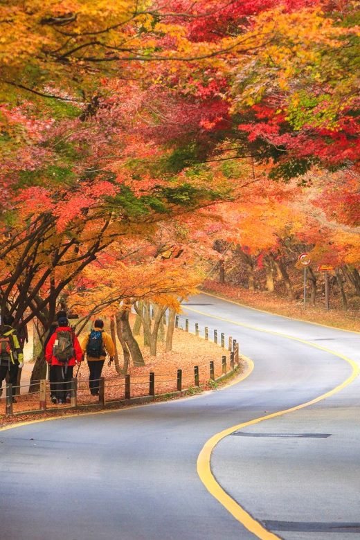 Busan: Naejangsan National Park Autumn Foliage One Day Tour - Walking beneath Naejangsan’s red and gold canopy