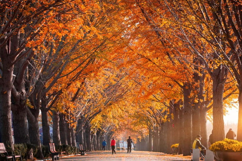Busan: Naejangsan National Park Autumn Foliage One Day Tour - Naejangsa Temple and 1,300 years of history