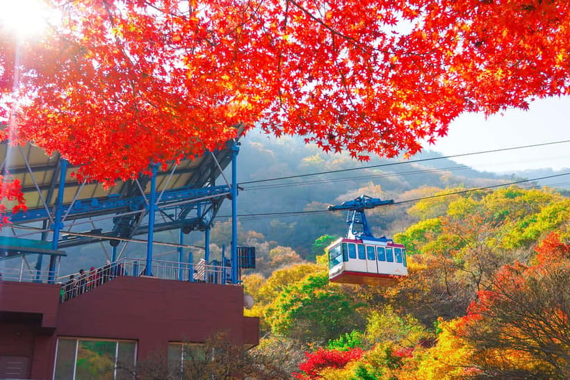 Busan: Naejangsan National Park Autumn Foliage One Day Tour - Free time for photographs, a hike, and lunch