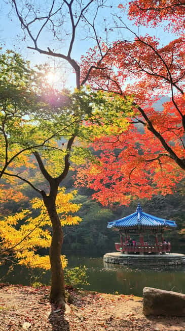 Busan: Naejangsan National Park Autumn Foliage One Day Tour - The 3:30 p.m. departure and the day’s main limitation
