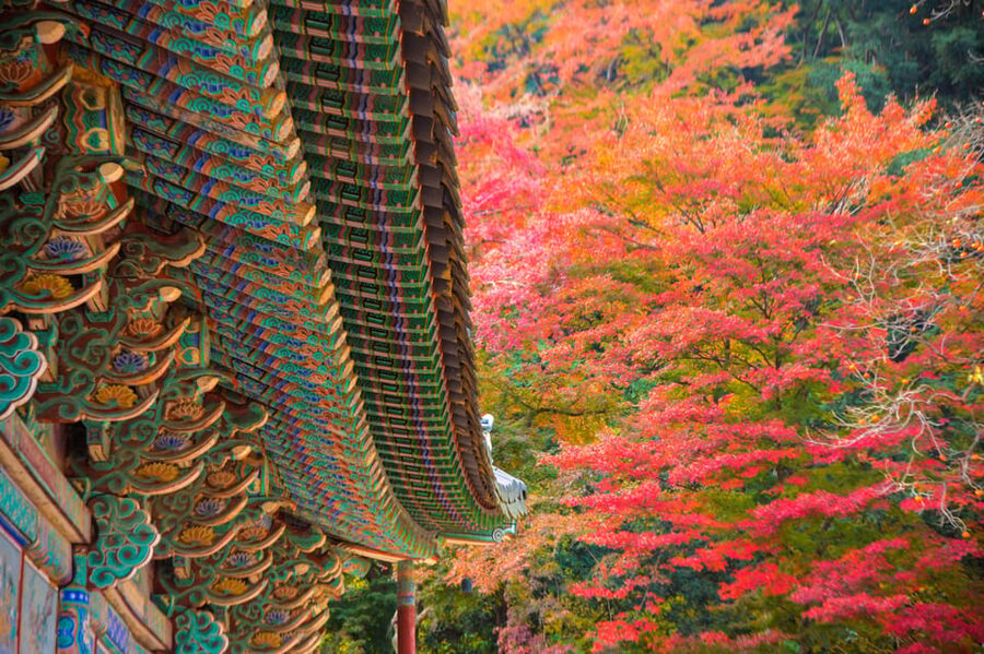 Busan: Naejangsan National Park Autumn Foliage One Day Tour - Weather, autumn timing, and what to pack