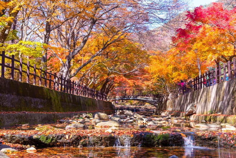 Busan: Naejangsan National Park Autumn Foliage One Day Tour - Who will enjoy this tour most