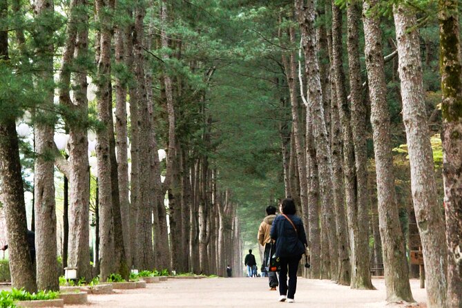 Day Trip to Nami Island with Rail bike and The Garden of Morning Calm - Gangchon Rail Bike through the countryside