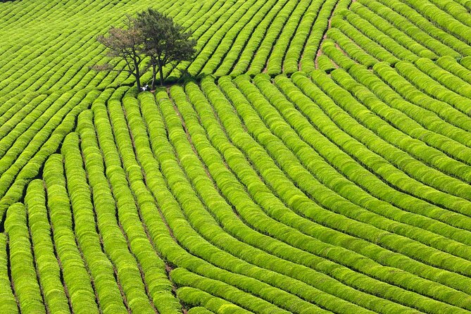 Discover Round Korea in 7days: All-Inclusive Experience - Day 3: Boseong tea fields and Suncheon’s wetlands