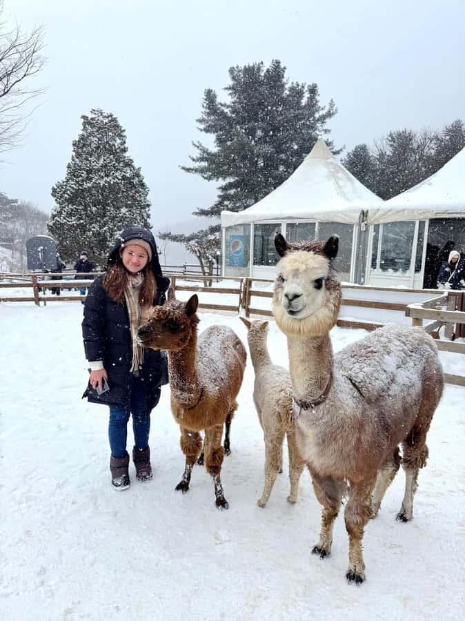 Eobi Ice Valley & Nami (+ Light Festival, Railbike, Alpaca) - Eobi Ice Valley: a short walk into winter