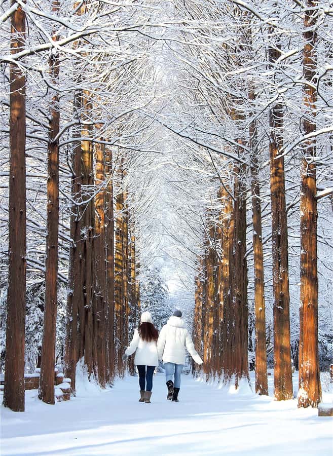 Eobi Ice Valley & Nami (+ Light Festival, Railbike, Alpaca) - Nami Island after the ice