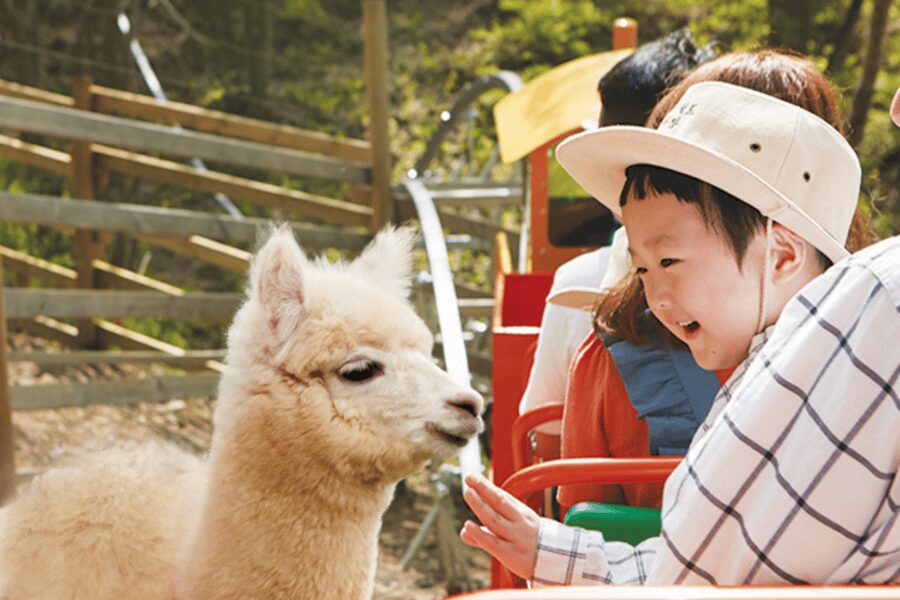 From Seoul: Full Day Trip to Alpaca Farm with Rail Bike - The Vivaldi Park luge option
