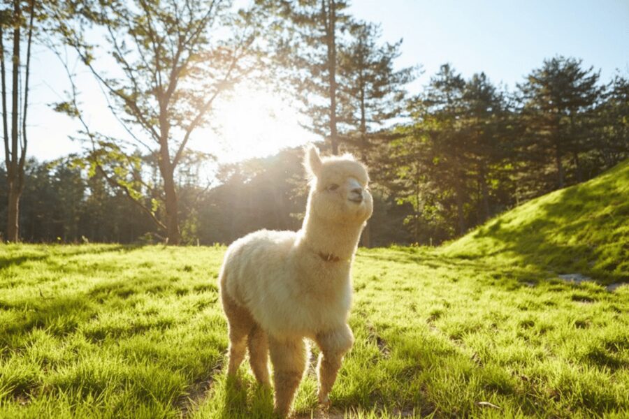 From Seoul: Full Day Trip to Alpaca Farm with Rail Bike - Starting in Seoul and settling into the coach