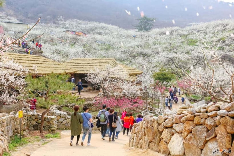 From Seoul: Korea Spring Cherry Blossom Day Tour - Key points before you book