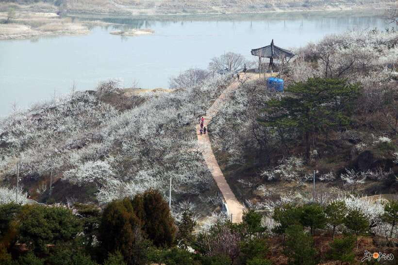 From Seoul: Korea Spring Cherry Blossom Day Tour - Why this spring tour is different from a standard Seoul day trip