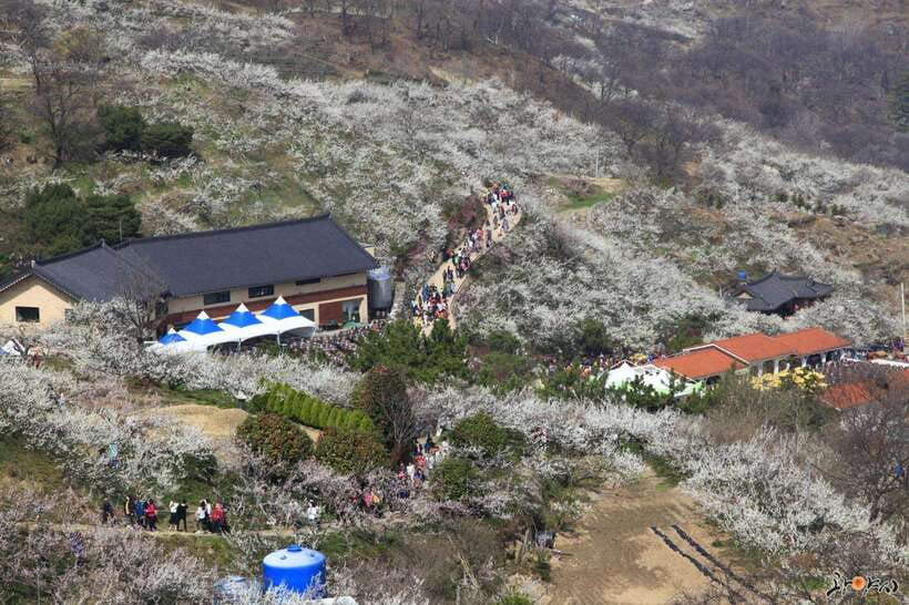 From Seoul: Korea Spring Cherry Blossom Day Tour - Donghaksa Temple beneath the cherry trees