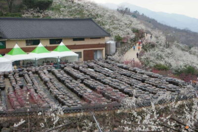 Korea Spring Cherry Blossom Day Tour