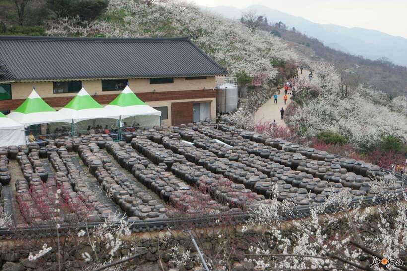 From Seoul: Korea Spring Cherry Blossom Day Tour - Gwangyang Maehwa Village and the first flowers of spring