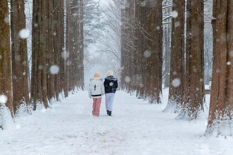 From Seoul: Nami Island, K-drama Garden & Rail Bike Day Tour - Nami Island: romantic paths with a polished visitor setting