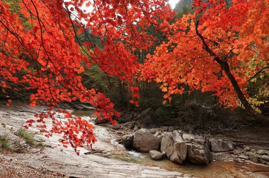 From Seoul: Seoraksan Mountain with Cable Car- Shuttle Bus - How the guide affects the day