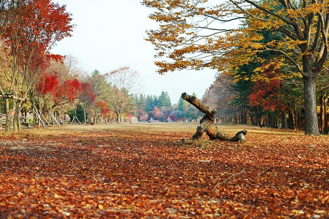 Full Day Private Tour Nami Island, Garden & Petite France - A full day beyond Seoul