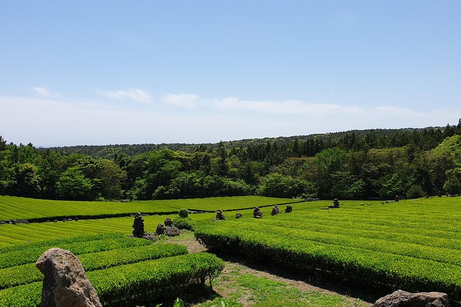 Fully Customizable Private Tour of Jeju Island - Folk villages, Haenyeo culture, and local life
