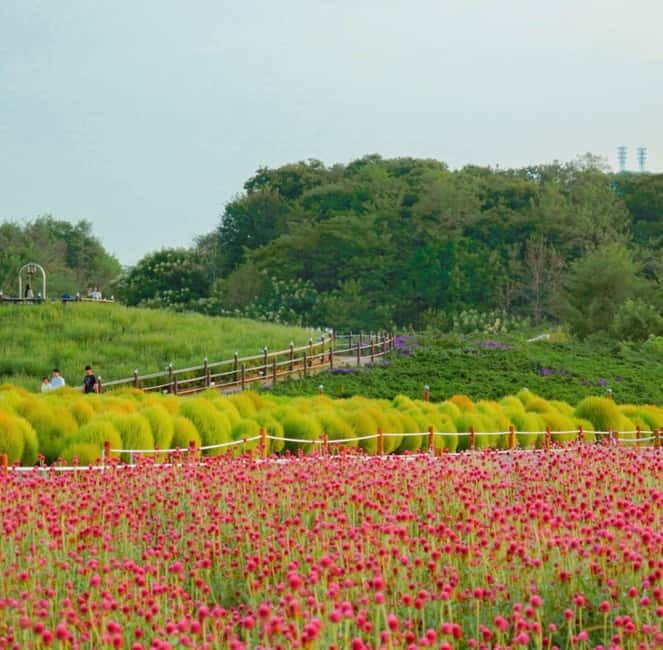 Hantan Canyon & Goseokjeong Flower Garden & Pink Muhly Park - Yangju Nari Park and its pink muhly fields