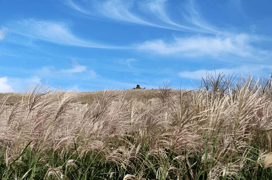 Jeju: 2026 Autumn Tour with Pink Muhly Festival Hotel Pickup - Five details that shape the day