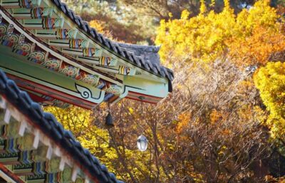 2026 Autumn Tour with Pink Muhly Festival Hotel Pickup