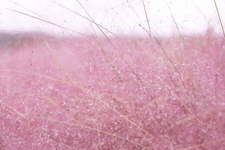 Jeju: 2026 Autumn Tour with Pink Muhly Festival Hotel Pickup - Lunch is flexible, but not included