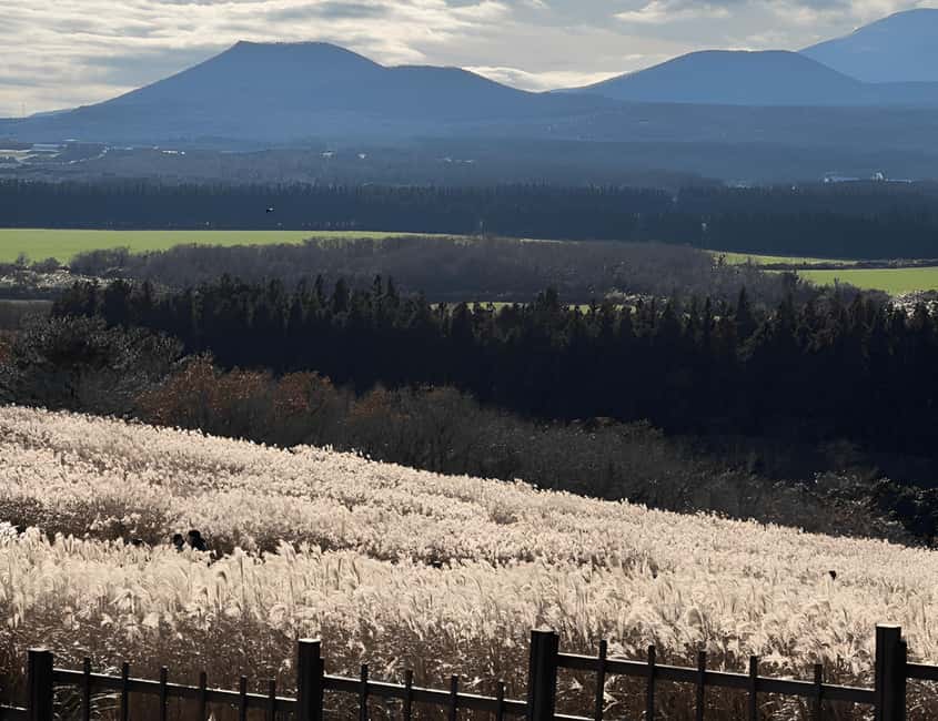 Jeju: 2026 Autumn Tour with Pink Muhly Festival Hotel Pickup - The coastal climb at Seongsan Ilchulbong