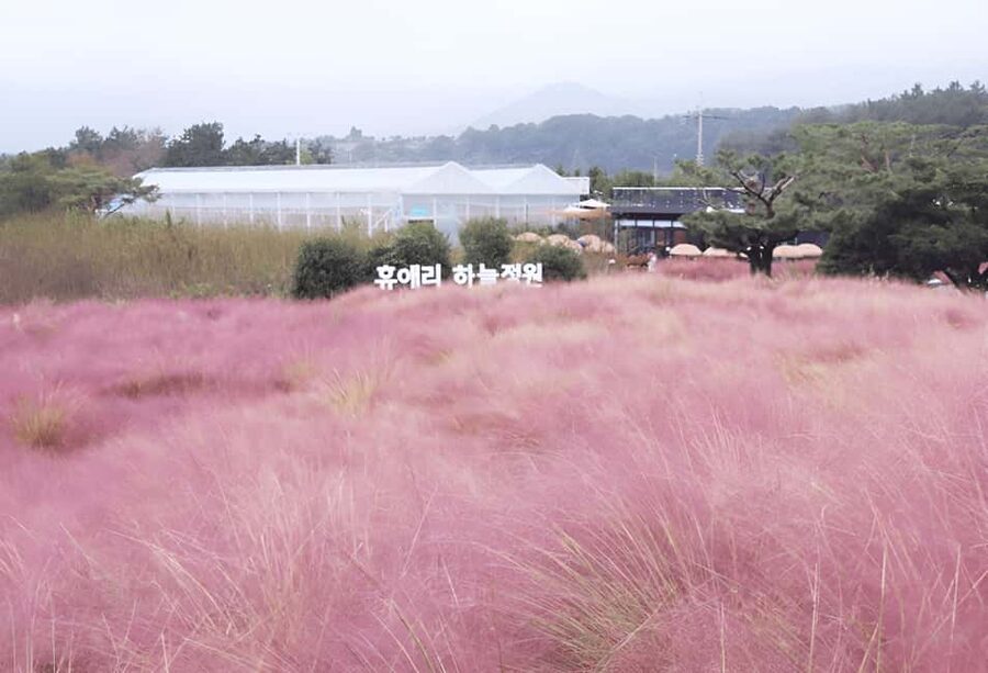 Jeju: 2026 Autumn Tour with Pink Muhly Festival Hotel Pickup - Transport, timing, and pickup details
