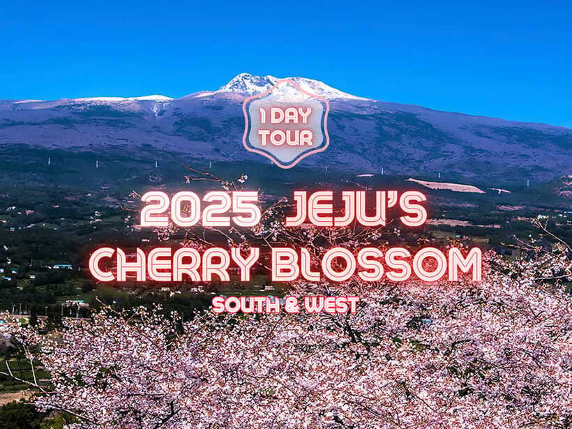 Jeju: Cherry Blossom South & West Day Tour with Hotel Pickup - Flowers at Camellia Hill
