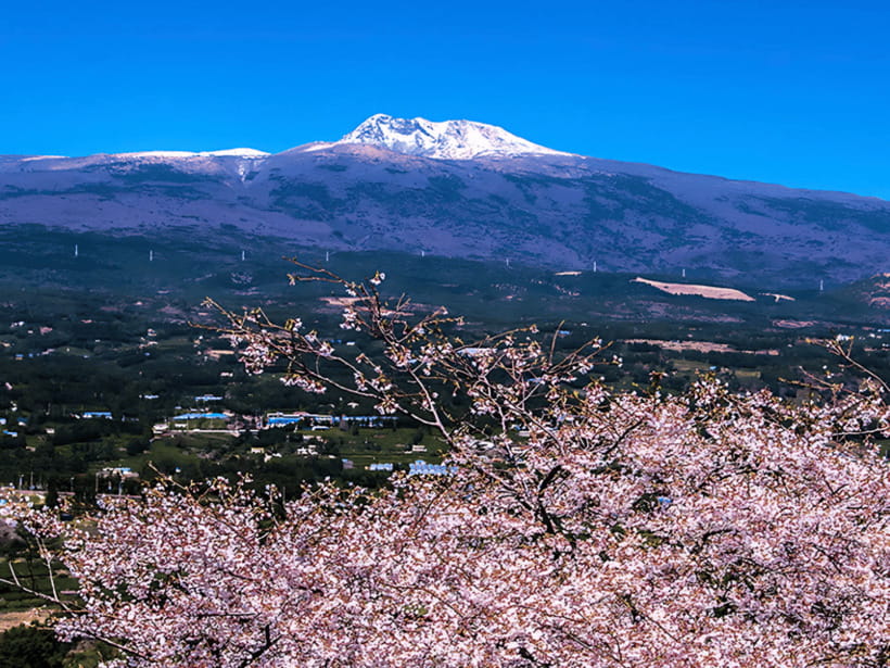 Jeju: Cherry Blossom South & West Day Tour with Hotel Pickup - King cherry blossoms at Yerae