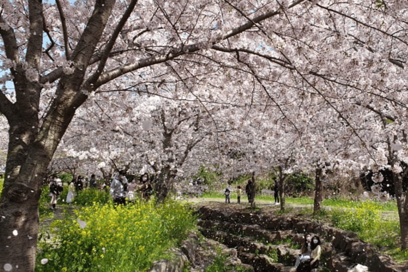 Jeju: Cherry Blossom South & West Day Tour with Hotel Pickup - The Nonjitmul coastal road and freshwater beach