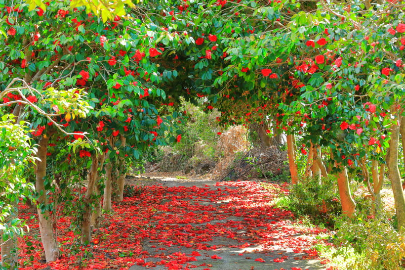 Jeju: Cherry Blossom South & West Day Tour with Hotel Pickup - Yongmeori Coast and volcanic scenery