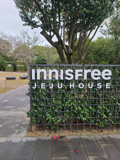 Jeju: Cherry Blossom South & West Day Tour with Hotel Pickup - Starting with hotel pickup in Jeju City