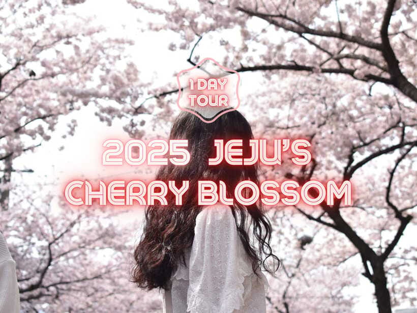 Jeju East: Cherry Blossom Early Bird Tour with Hotel Pickup - Key points at a glance