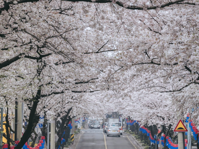 Jeju East: Cherry Blossom Early Bird Tour with Hotel Pickup - Seongeup Folk Village adds a cultural pause