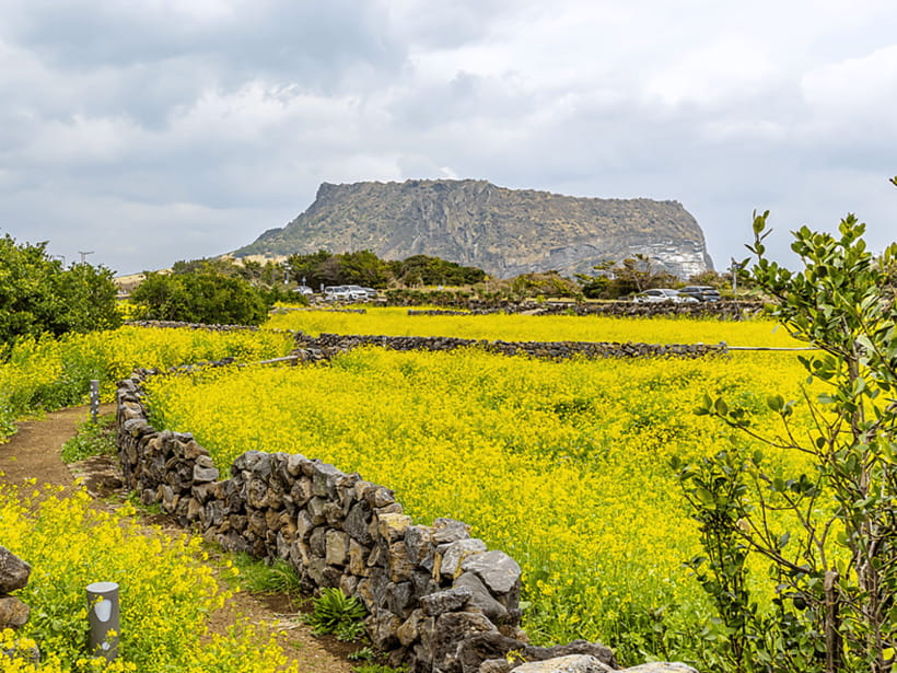 Jeju East: Cherry Blossom Early Bird Tour with Hotel Pickup - Seopjikoji gives you an eastern coastal stop