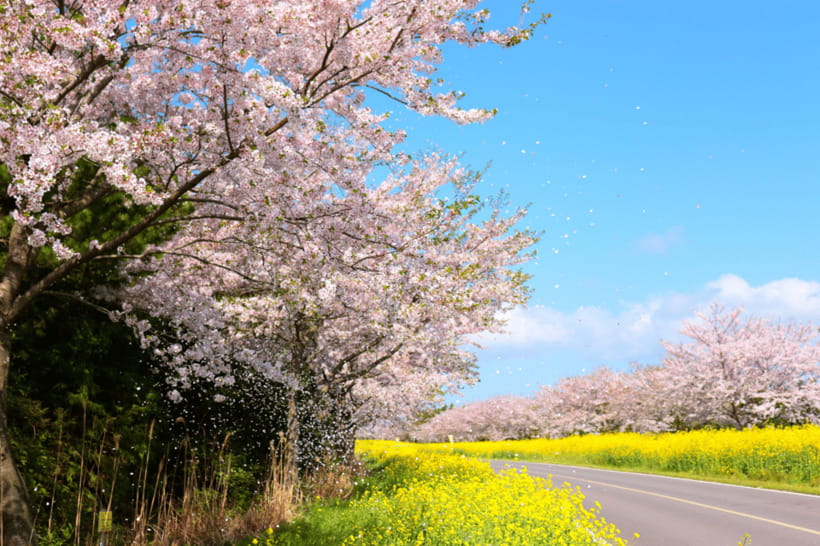 Jeju East: Cherry Blossom Early Bird Tour with Hotel Pickup - The guide can make or break the long day