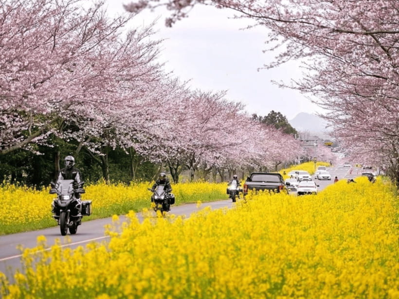 Jeju East: Cherry Blossom Early Bird Tour with Hotel Pickup - Jeonnong-ro begins the flower hunt