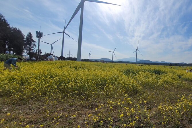 Jeju English Private Taxi Tour(1day, 2days, 3days & 1 to 12pax) - Building a useful eight-hour route