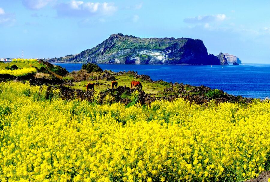 Jeju Island: Customized Private Full-Day Van Tour - Key points to know before booking