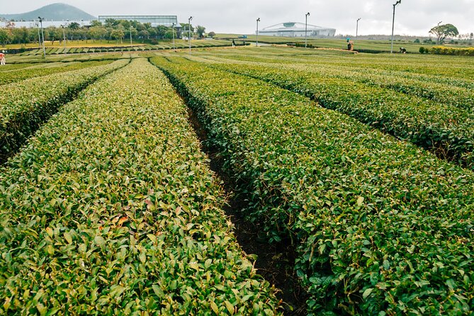 Jeju island Southern UNESCO Day Tour With Hallasan MT - O’sulloc Tea Museum and Jeju green tea
