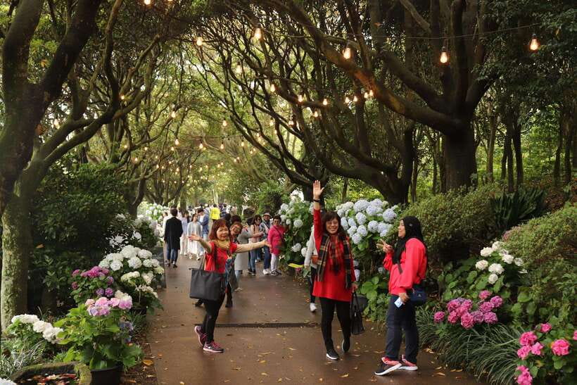 Jeju Island: Van Tour with a Guide Who Most Loves Jeju - An optional forest stop for Seogwipo hotels